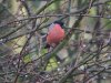 Bullfinch at Hockley Woods (Steve Arlow) (98175 bytes)